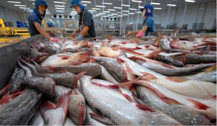 Giảm 36% xuất khẩu cá tra sang khối thị trường CPTPP 